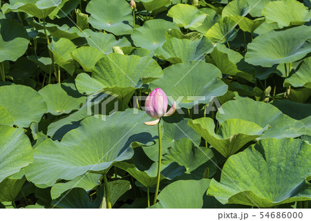 千葉公園の大賀ハス 54686000