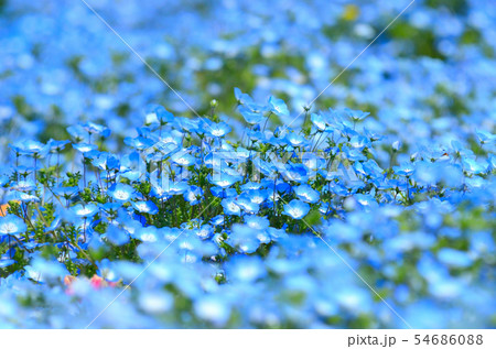 ネモフィラ 54686088