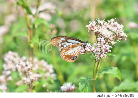 京都のアサギマダラ 京都のアサギマダラ 54686089