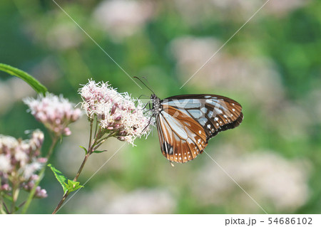 京都のアサギマダラ 54686102
