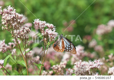 京都のアサギマダラ 京都のアサギマダラ 54686107
