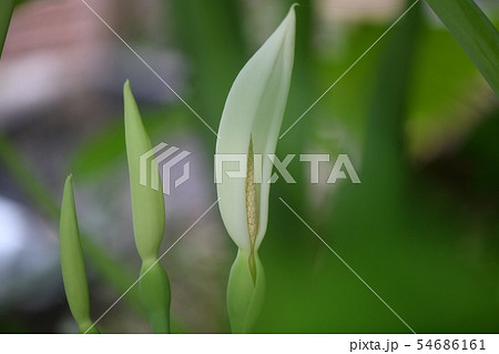 ハスイモの花 54686161