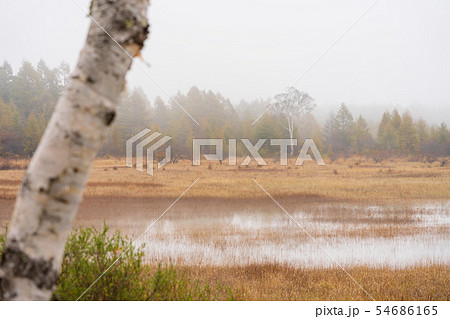 栃木県日光市　奥日光　小田代原　貴婦人　（10月） 54686165