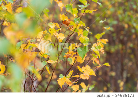 栃木県日光市 奥日光 小田代原 紅葉 (10月) 栃木県日光市 奥日光 小田代原 紅葉 (10月) 54686173