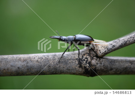 飛び立つ前のノコギリクワガタ 54686813