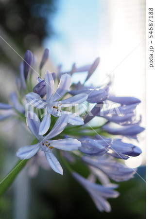 アガパンサス アガパンサス 54687188