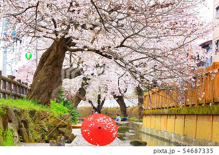 桜と番傘　　ニッカ領用水の桜 54687335