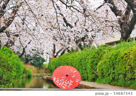 桜と番傘 ニッカ領用水の桜 桜と番傘 ニッカ領用水の桜 54687343