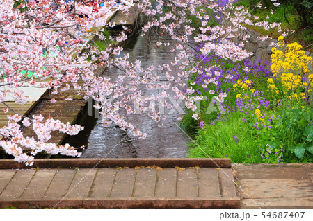 ニッカ領用水の桜 54687407