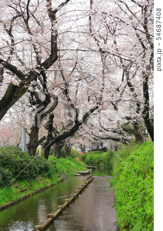 ニッカ領用水の桜 ニッカ領用水の桜 54687408