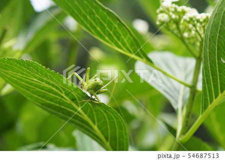 あじさいの葉に 藪に住むキリギリスのヤブキリ 触覚の手入れかな の写真素材