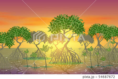 landscape of mangove forest on beach in sunset 54687672