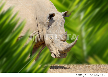 Rhino portrait in jungle Rhino portrait in jungle 54687849