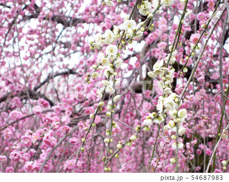 紅梅白梅 54687983