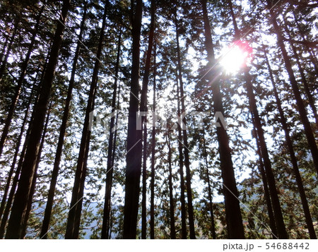 箱根 平安・鎌倉古道(湯坂道)箱根路 杉並木 木立 11月 ~癒しの森林浴~ 箱根 平安・鎌倉古道(湯坂道)箱根路 杉並木 木立 11月 ~癒しの森林浴~ 54688442