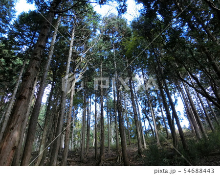 箱根 平安・鎌倉古道(湯坂道)箱根路 杉並木 木立 11月 ~癒しの森林浴~ 箱根 平安・鎌倉古道(湯坂道)箱根路 杉並木 木立 11月 ~癒しの森林浴~ 54688443