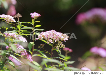 ピンク色のシモツケの花 ピンク色のシモツケの花 54688575