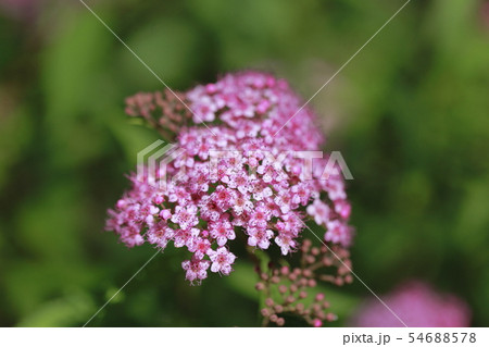 ピンク色のシモツケの花 ピンク色のシモツケの花 54688578