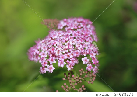 ピンク色のシモツケの花 54688579