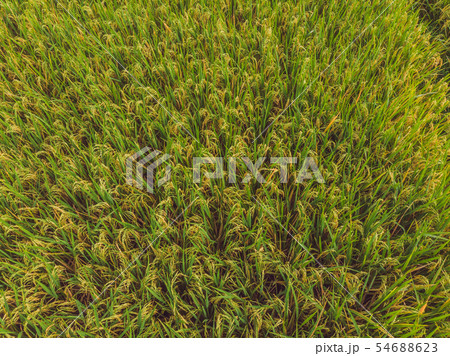 Image of beautiful Terraced rice field in water season and Irrigation from drone,Top view of rices Image of beautiful Terraced rice field in water season and Irrigation from drone,Top view of rices 54688623