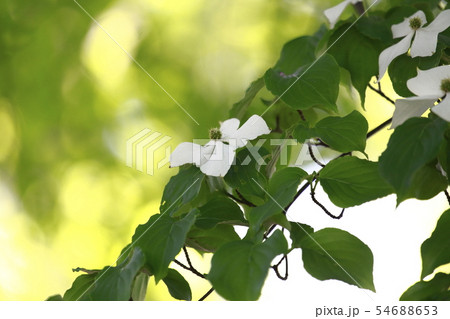 白いヤマボウシ　 54688653