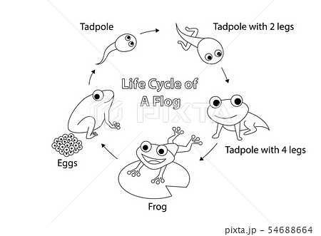 Life cycle of a frog for coloring, vector art 54688664