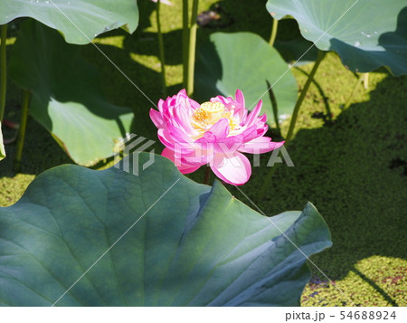 蓮の花　蓮華 54688924