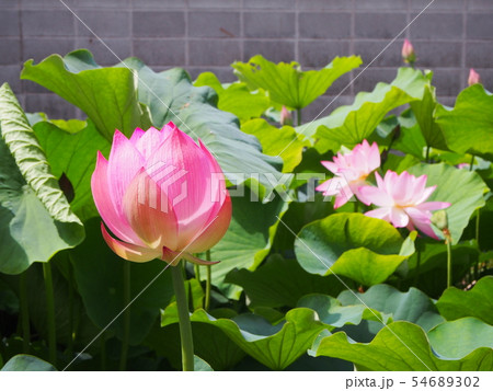 蓮の花　蓮華 54689302