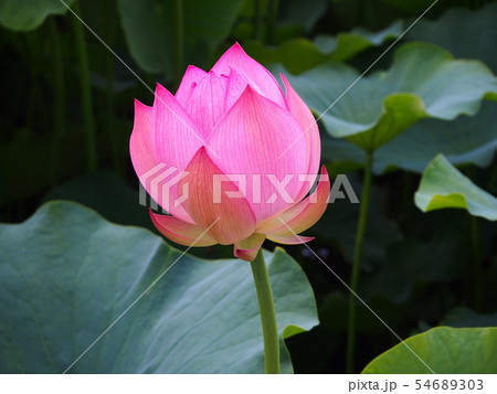 蓮の花　蓮華 54689303