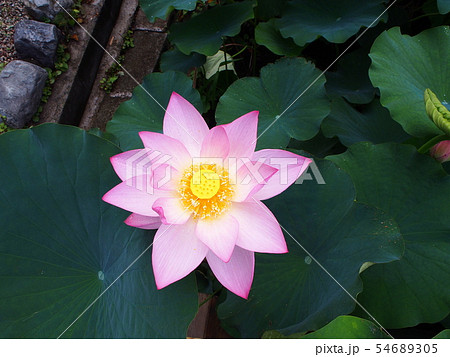 蓮の花　蓮華 54689305