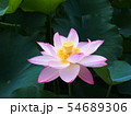 蓮の花　蓮華 54689306
