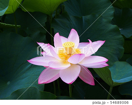 蓮の花　蓮華 54689306