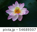 蓮の花　蓮華 54689307