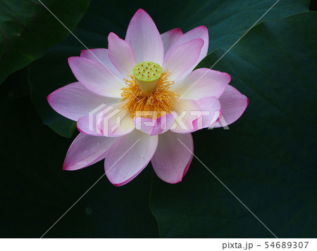 蓮の花 蓮華 蓮の花 蓮華 54689307
