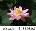 蓮の花　蓮華 54689308
