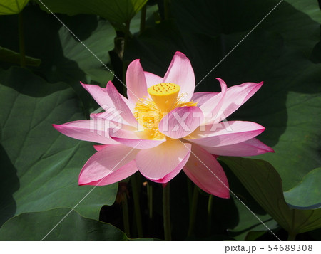 蓮の花　蓮華 54689308