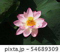 蓮の花　蓮華 54689309