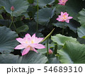 蓮の花　蓮華 54689310