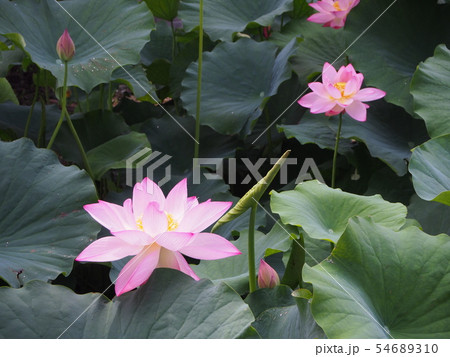蓮の花 蓮華 蓮の花 蓮華 54689310