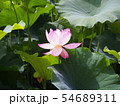 蓮の花　蓮華 54689311