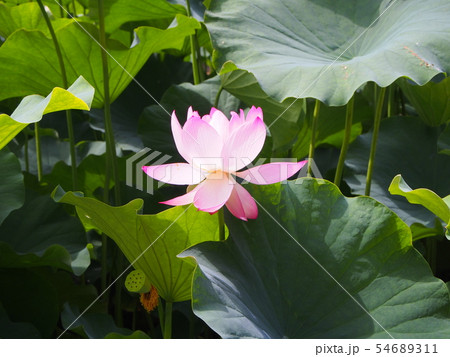 蓮の花　蓮華 54689311