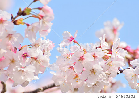 春の風景 満開の桜の写真素材