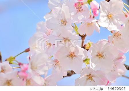 春の風景 満開の桜の写真素材