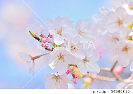 春の風景 満開の桜の写真素材 54690310 Pixta