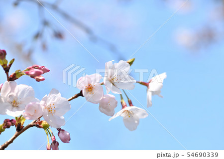 春の風景 満開の桜 春の風景 満開の桜 54690339
