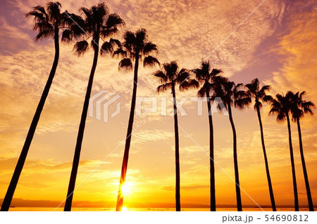 ヤシの木に当たって光り輝く夕日 54690812