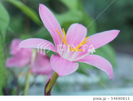 ハブランサス ハブランサス 54690813