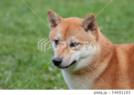 Cute red shiba inu is standing on a green meadow. 54691105