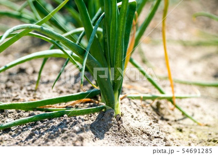 夏の玉葱畑　北見市 54691285