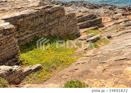 Rocky coast of Punta de n'Amer on Island Mallorca 54691622